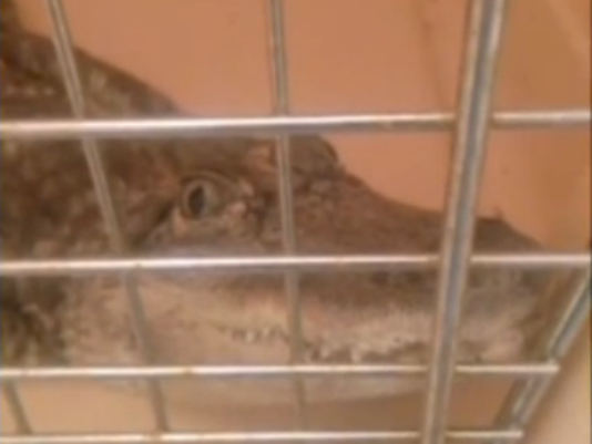 alligator found in Long Branch NJ